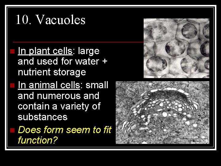 10. Vacuoles In plant cells: large and used for water + nutrient storage n