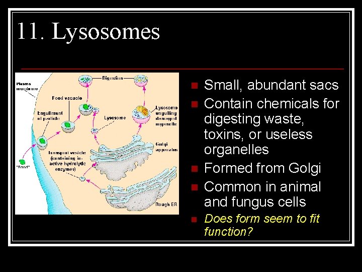 11. Lysosomes n n n Small, abundant sacs Contain chemicals for digesting waste, toxins,