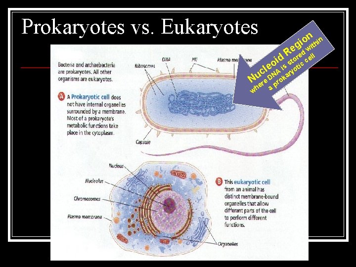 Prokaryotes vs. Eukaryotes onthin i g i Re red well id sto ic c