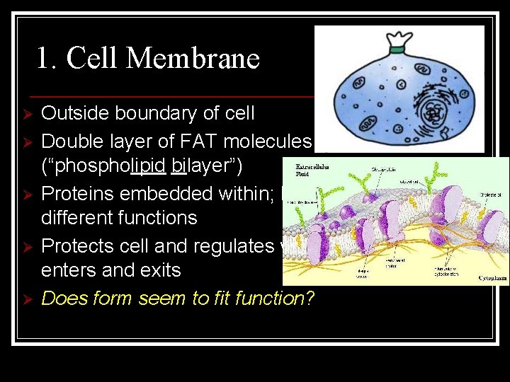 1. Cell Membrane Ø Ø Ø Outside boundary of cell Double layer of FAT