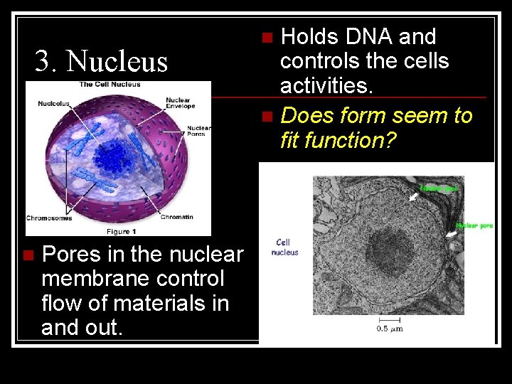 3. Nucleus n Pores in the nuclear membrane control flow of materials in and