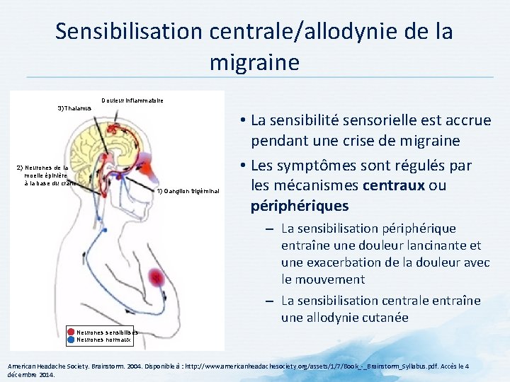 Sensibilisation centrale/allodynie de la migraine Douleur inflammatoire 3)Thalamus 2) Neurones de la moelle épinière Sensibilisation centrale/allodynie de la migraine Douleur inflammatoire 3)Thalamus 2) Neurones de la moelle épinière