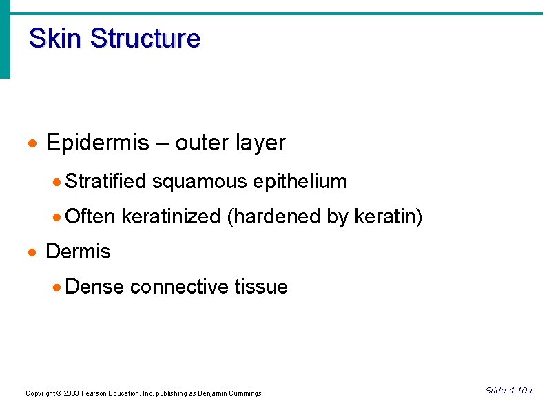 Skin Structure Epidermis – outer layer Stratified squamous epithelium Often keratinized (hardened by keratin)