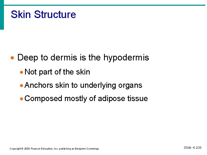 Skin Structure Deep to dermis is the hypodermis Not part of the skin Anchors