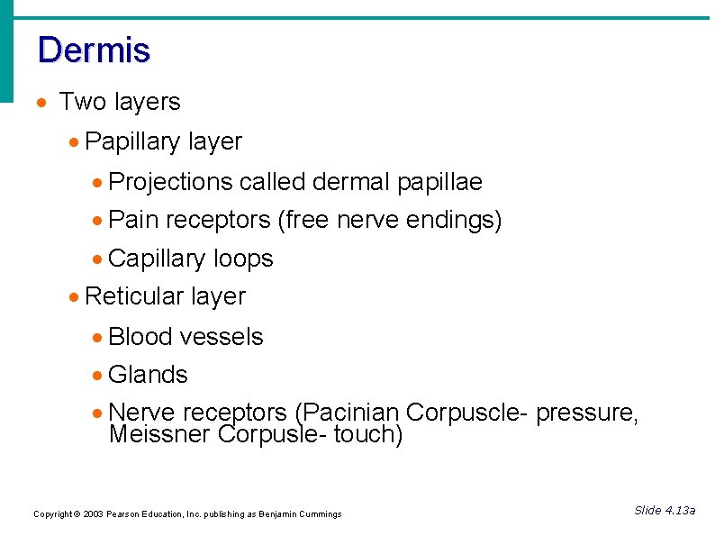 Dermis Two layers Papillary layer Projections called dermal papillae Pain receptors (free nerve endings)
