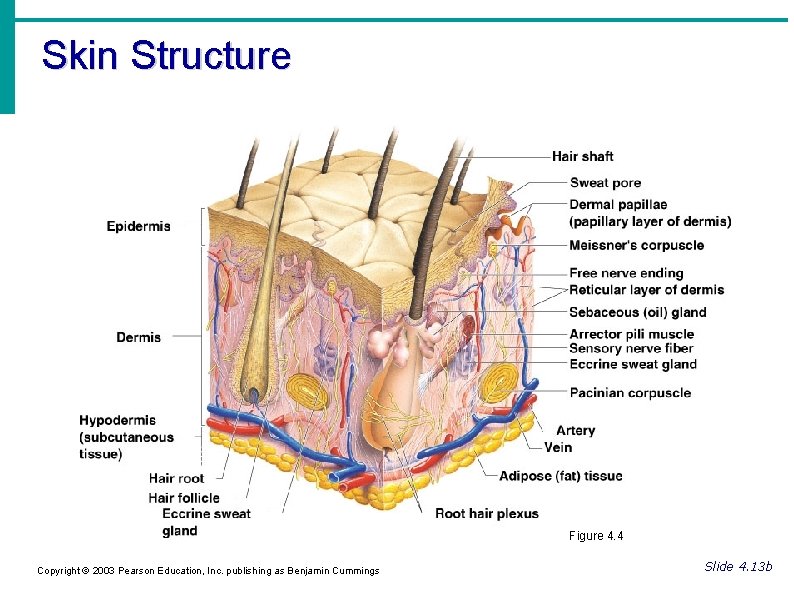 Skin Structure Figure 4. 4 Copyright © 2003 Pearson Education, Inc. publishing as Benjamin