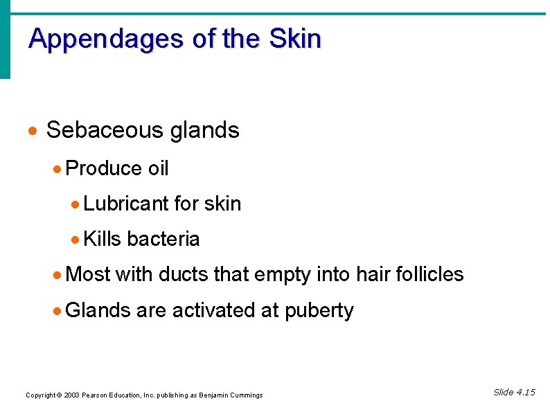 Appendages of the Skin Sebaceous glands Produce oil Lubricant for skin Kills bacteria Most
