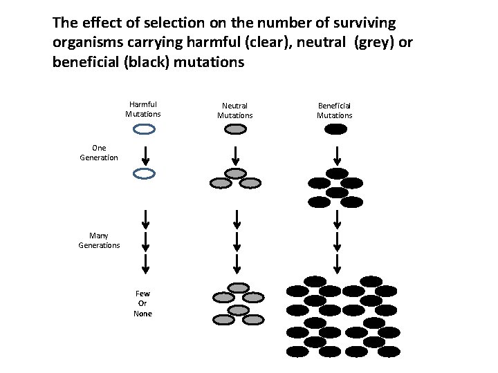 The effect of selection on the number of surviving organisms carrying harmful (clear), neutral