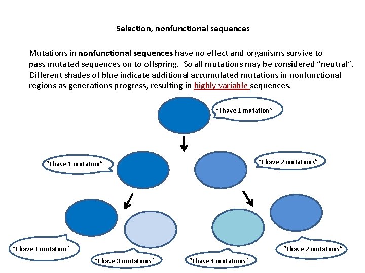 Selection, nonfunctional sequences Mutations in nonfunctional sequences have no effect and organisms survive to