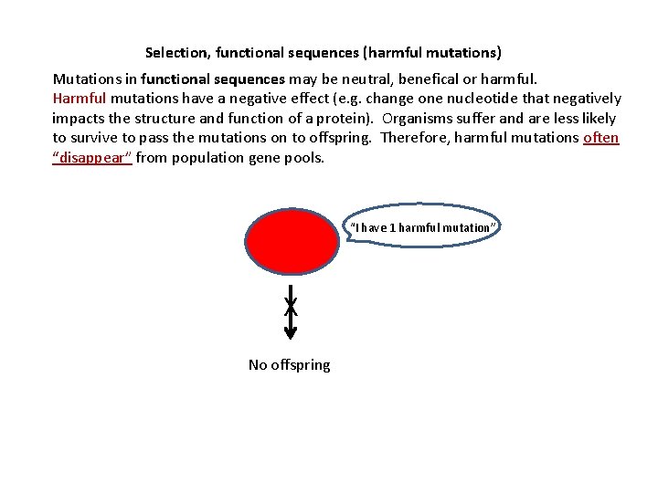 Selection, functional sequences (harmful mutations) Mutations in functional sequences may be neutral, benefical or