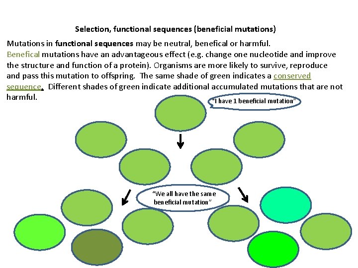 Selection, functional sequences (beneficial mutations) Mutations in functional sequences may be neutral, benefical or