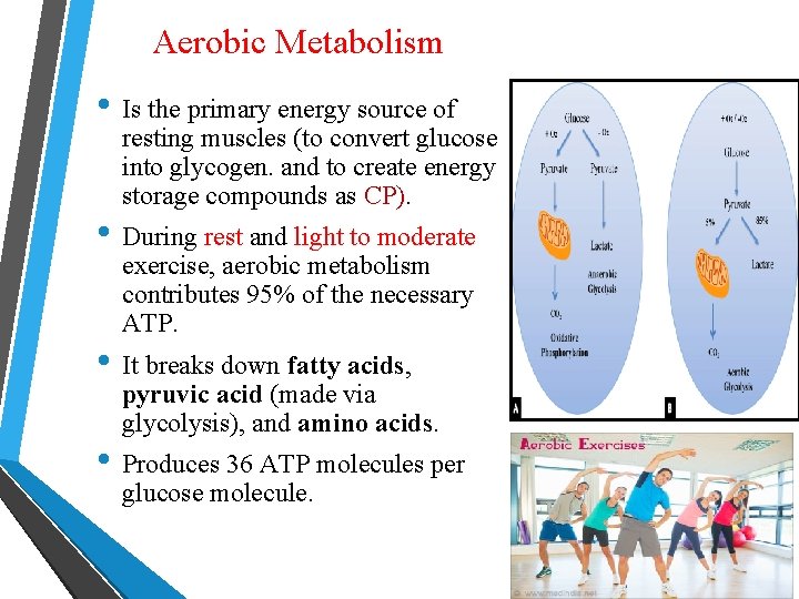 Aerobic Metabolism • Is the primary energy source of resting muscles (to convert glucose