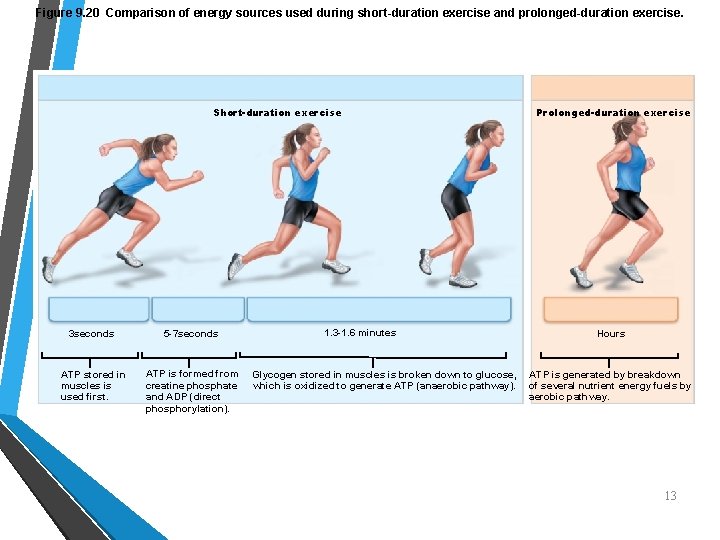 Figure 9. 20 Comparison of energy sources used during short-duration exercise and prolonged-duration exercise.