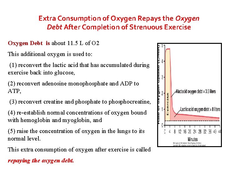Extra Consumption of Oxygen Repays the Oxygen Debt After Completion of Strenuous Exercise Oxygen