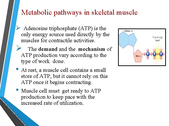 Metabolic pathways in skeletal muscle Ø Adenosine triphosphate (ATP) is the only energy source