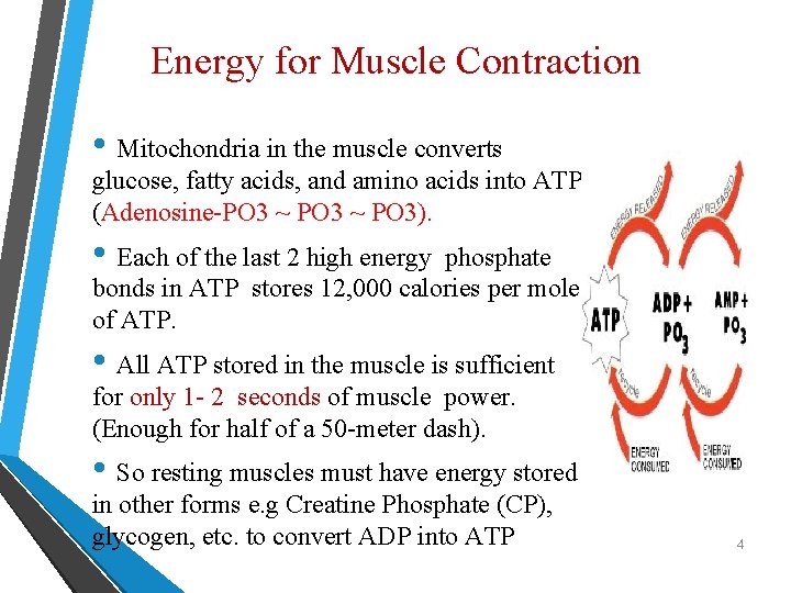 Energy for Muscle Contraction • Mitochondria in the muscle converts glucose, fatty acids, and