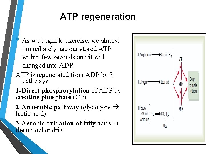 ATP regeneration • As we begin to exercise, we almost immediately use our stored