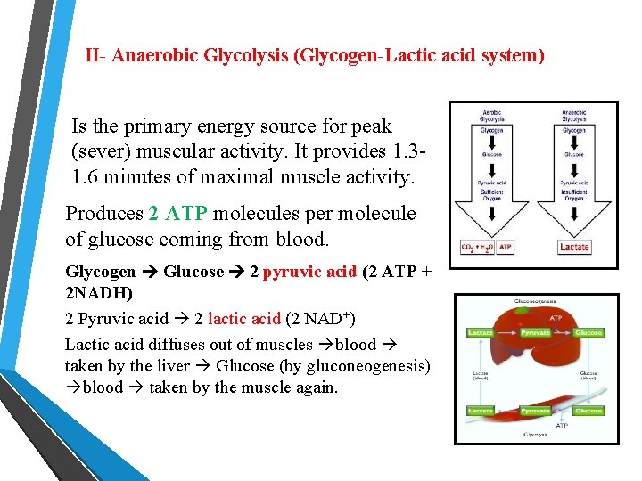 II- Anaerobic Glycolysis (Glycogen-Lactic acid system) Is the primary energy source for peak (sever)