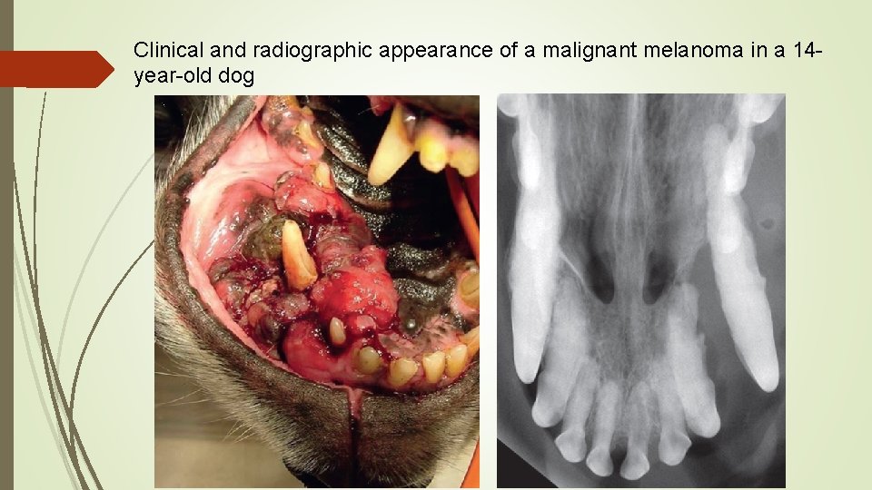 Clinical and radiographic appearance of a malignant melanoma in a 14 year-old dog 