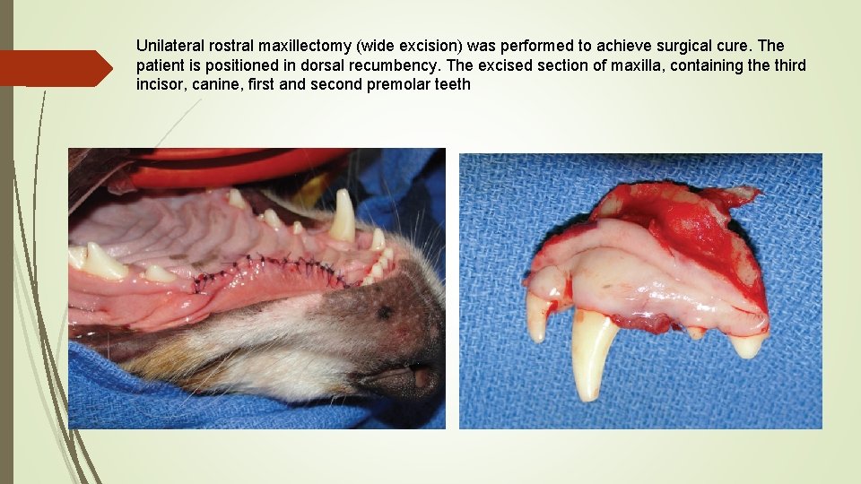 Unilateral rostral maxillectomy (wide excision) was performed to achieve surgical cure. The patient is