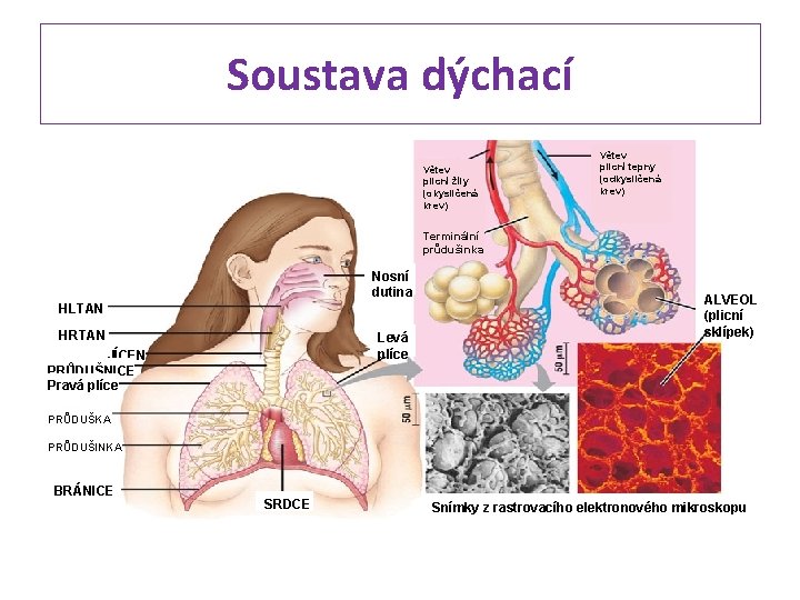 Soustava dýchací Větev plicní žíly (okysličená krev) Větev plicní tepny (odkysličená krev) Terminální průdušinka