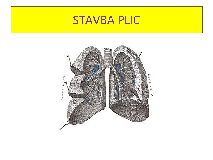 STAVBA PLIC 