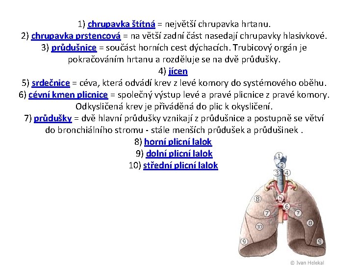 1) chrupavka štítná = největší chrupavka hrtanu. 2) chrupavka prstencová = na větší zadní