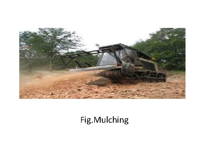 Fig. Mulching 