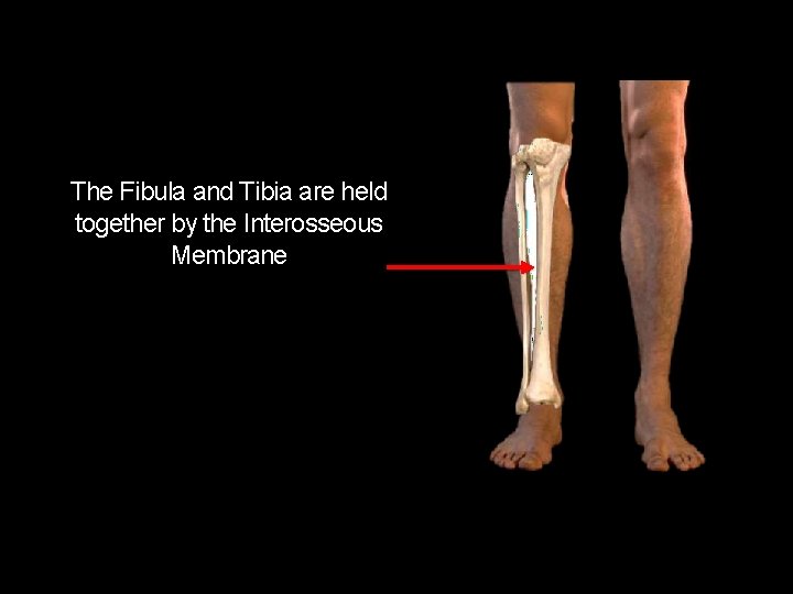 MBBS MC MIRPUR m GROSS ANATOMY PROF DR