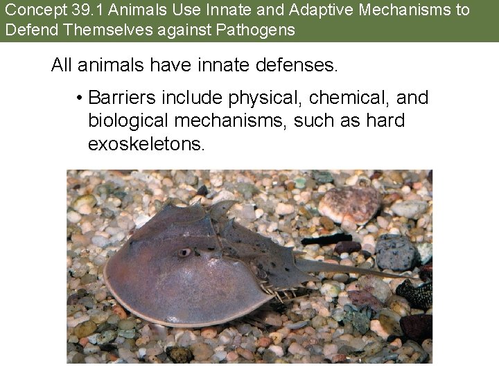 Concept 39. 1 Animals Use Innate and Adaptive Mechanisms to Defend Themselves against Pathogens