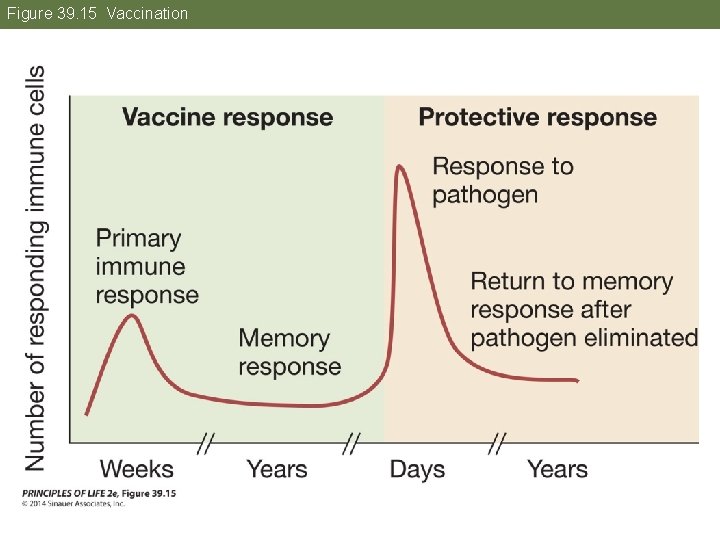 Figure 39. 15 Vaccination 