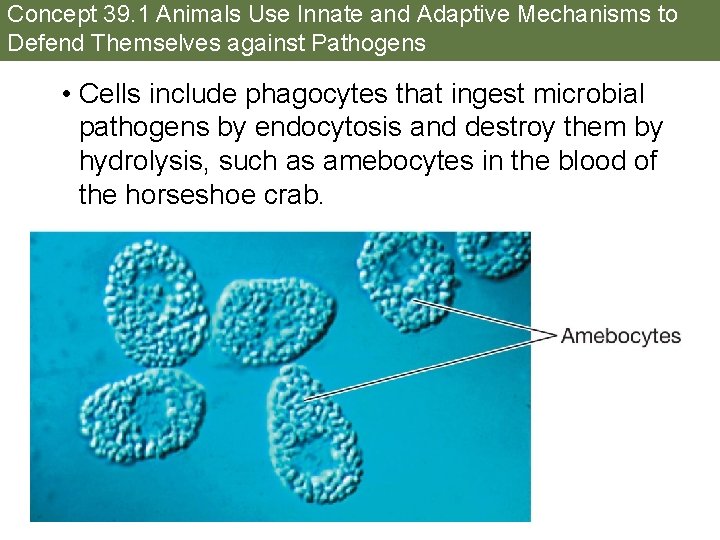 Concept 39. 1 Animals Use Innate and Adaptive Mechanisms to Defend Themselves against Pathogens