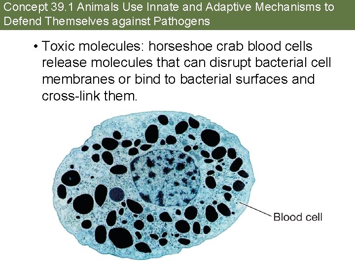 Concept 39. 1 Animals Use Innate and Adaptive Mechanisms to Defend Themselves against Pathogens