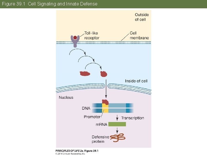 Figure 39. 1 Cell Signaling and Innate Defense 