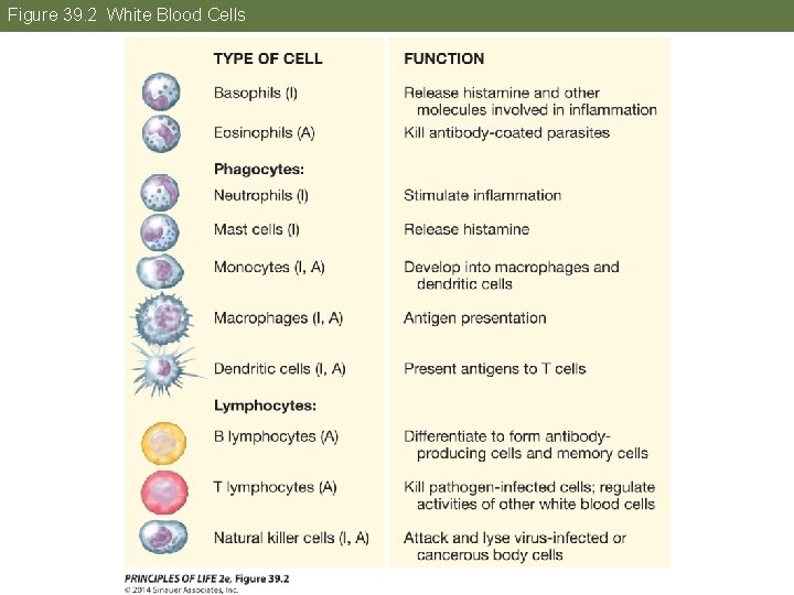 Figure 39. 2 White Blood Cells 