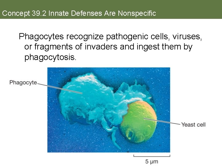 Concept 39. 2 Innate Defenses Are Nonspecific Phagocytes recognize pathogenic cells, viruses, or fragments