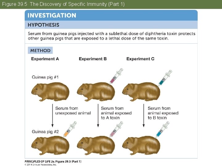 Figure 39. 5 The Discovery of Specific Immunity (Part 1) 