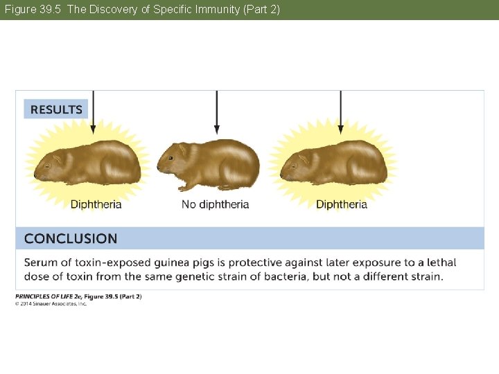 Figure 39. 5 The Discovery of Specific Immunity (Part 2) 