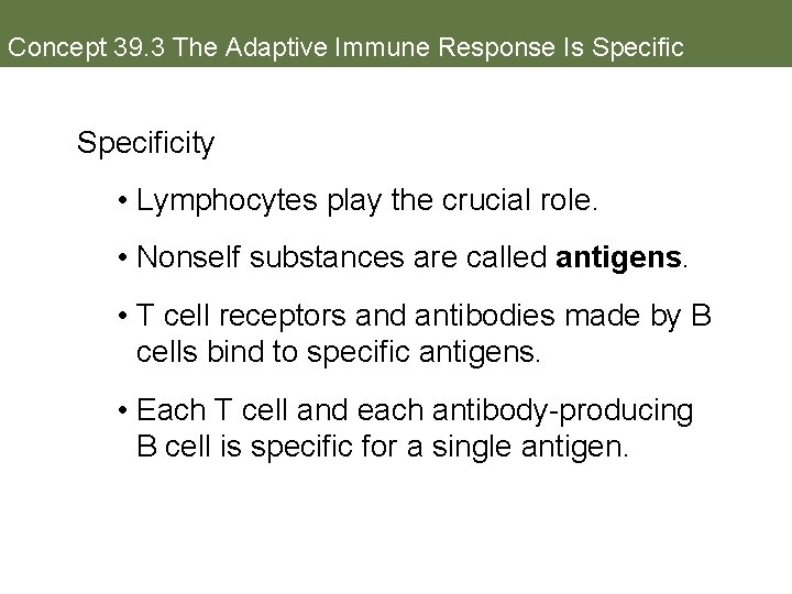 Concept 39. 3 The Adaptive Immune Response Is Specificity • Lymphocytes play the crucial