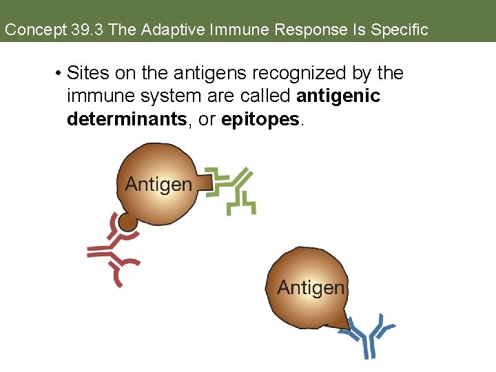 Concept 39. 3 The Adaptive Immune Response Is Specific • Sites on the antigens