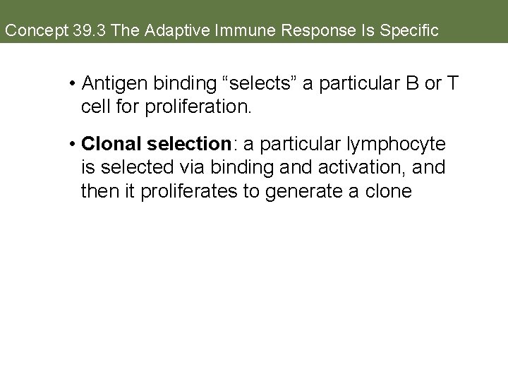 Concept 39. 3 The Adaptive Immune Response Is Specific • Antigen binding “selects” a