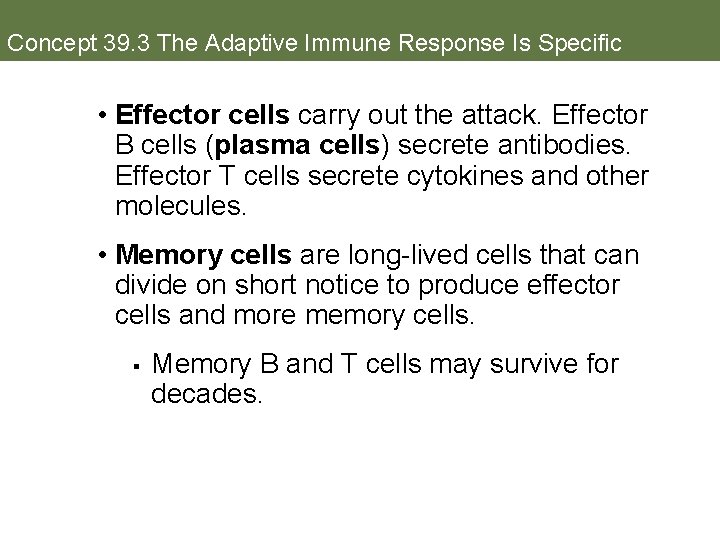 Concept 39. 3 The Adaptive Immune Response Is Specific • Effector cells carry out