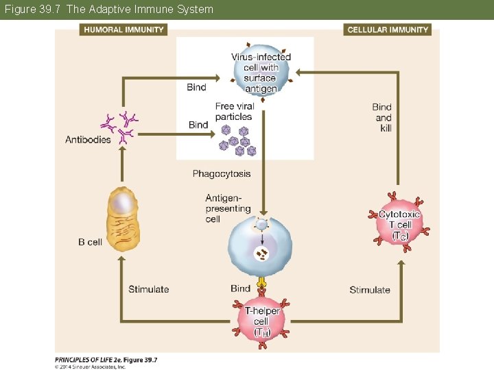 Figure 39. 7 The Adaptive Immune System 