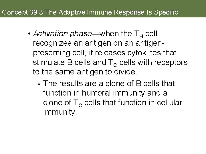 Concept 39. 3 The Adaptive Immune Response Is Specific • Activation phase—when the TH