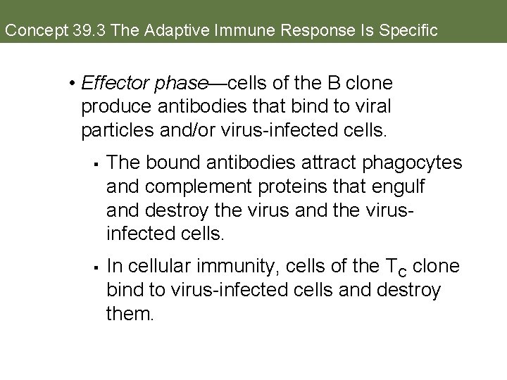 Concept 39. 3 The Adaptive Immune Response Is Specific • Effector phase—cells of the