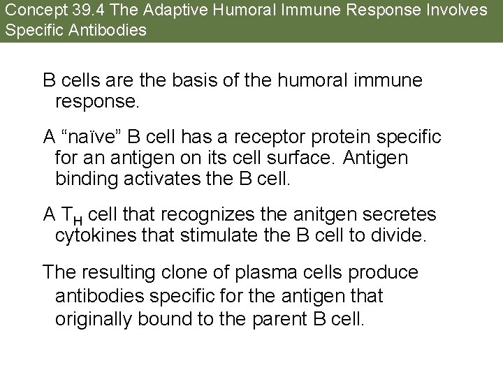 Concept 39. 4 The Adaptive Humoral Immune Response Involves Specific Antibodies B cells are