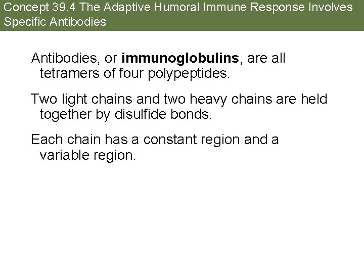 Concept 39. 4 The Adaptive Humoral Immune Response Involves Specific Antibodies, or immunoglobulins, are