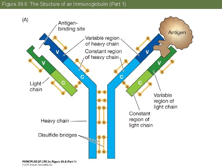 Figure 39. 8 The Structure of an Immunoglobulin (Part 1) 