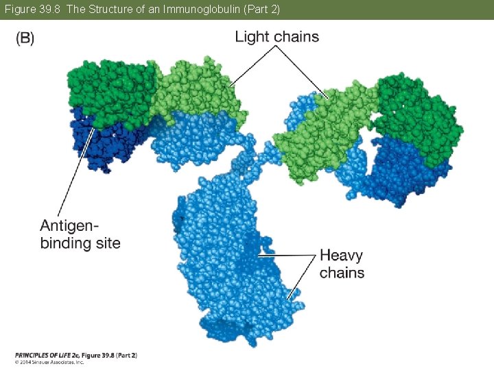 Figure 39. 8 The Structure of an Immunoglobulin (Part 2) 