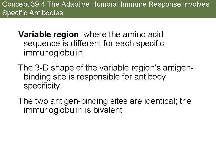 Concept 39. 4 The Adaptive Humoral Immune Response Involves Specific Antibodies Variable region: where